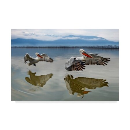 Xavier Ortega 'Pelicans Flying' Canvas Art,12x19